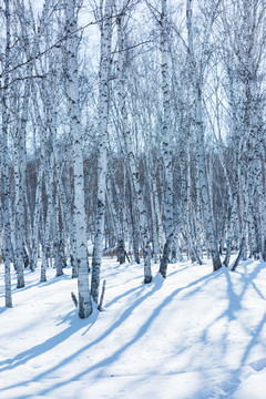 冬雪白桦林