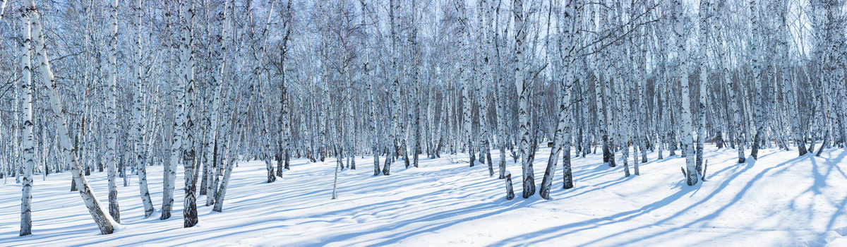 雪原光影白桦树林长幅