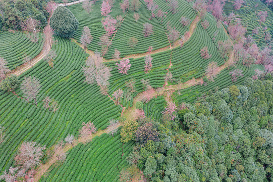 南涧无量山茶园