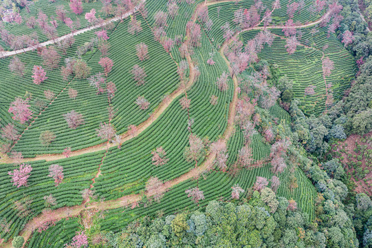 南涧无量山茶园