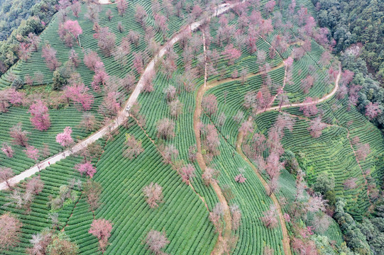 南涧无量山茶园