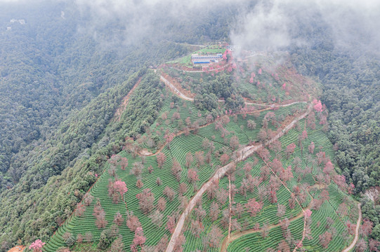 南涧无量山茶园