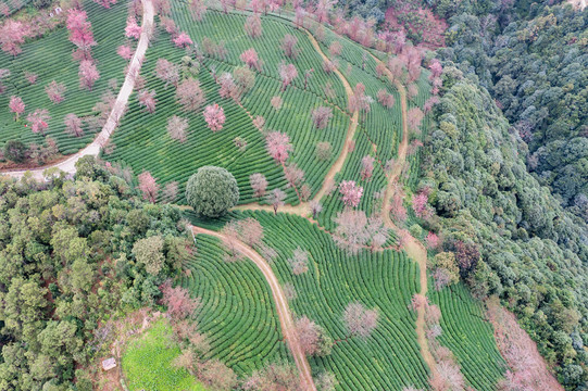 南涧无量山茶园