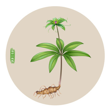 七葉一枝花