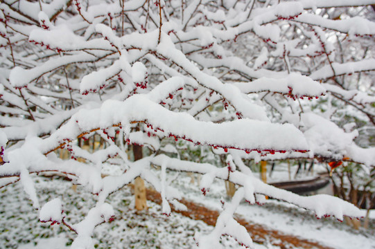 树枝雪景