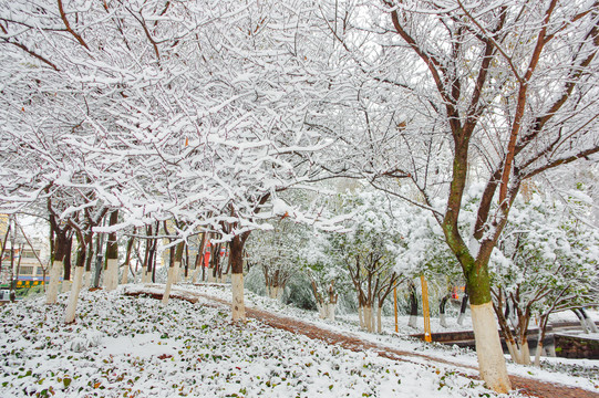 公园雪景