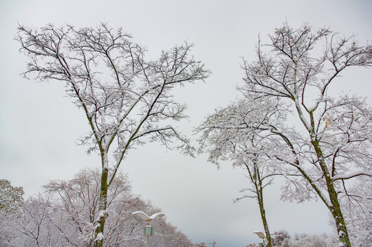 树枝积雪