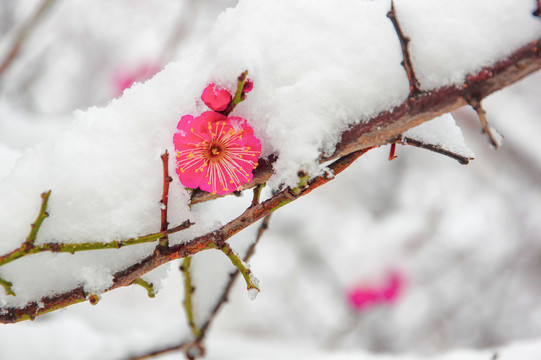 腊梅花开