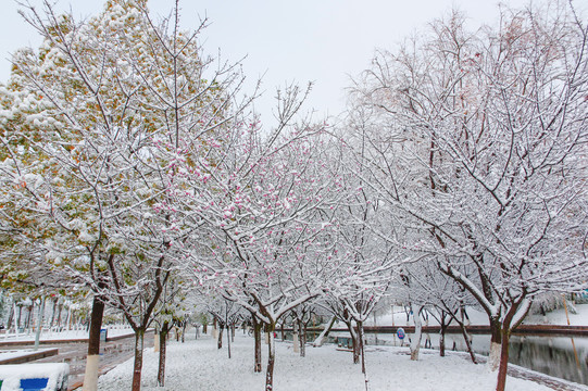 公园雪景