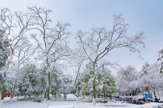 公园雪景