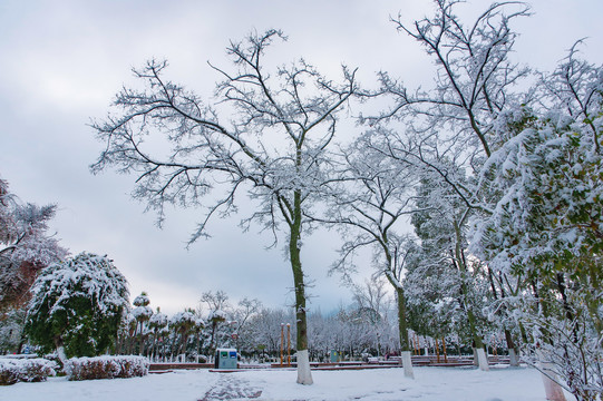 树枝积雪