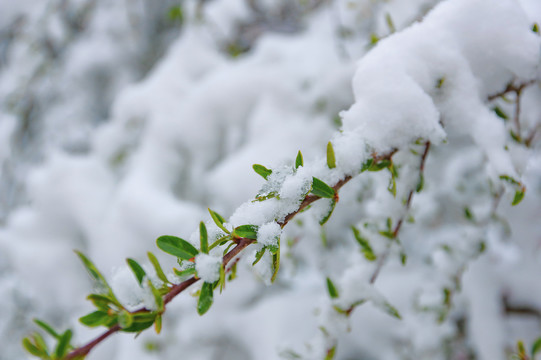 枝头雪景