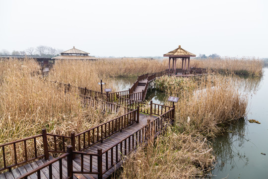 下渚湖湿地