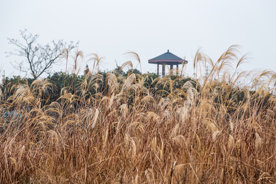 下渚湖湿地