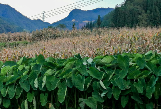 山村风光