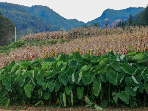 山村风光