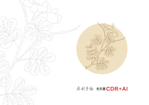決明子手繪決明子插畫