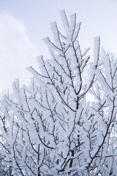 庐山雪景