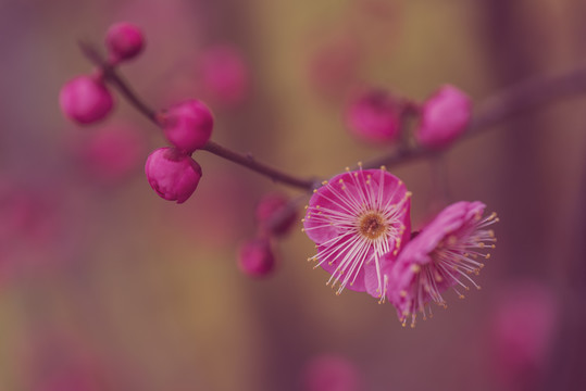 红梅花开