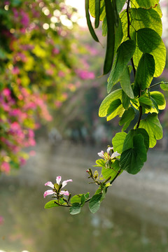 紫荊花