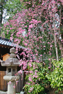 樱花树与花卉