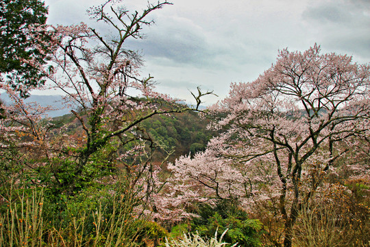 樱花树与花卉