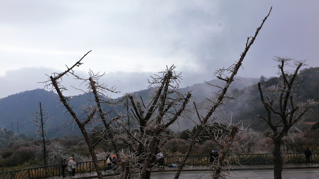 冬天的森林和树枝