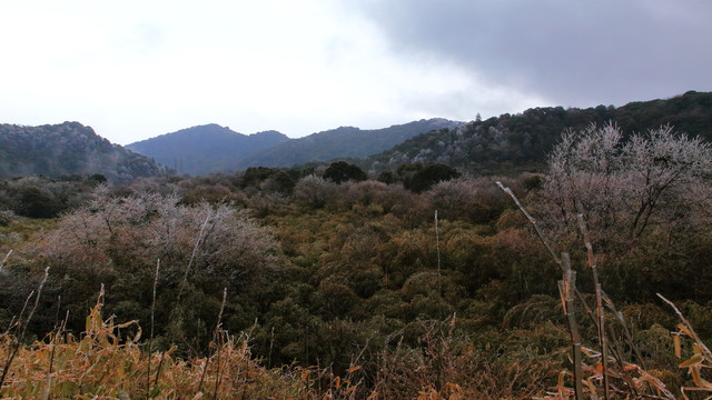 冬天的森林和树枝