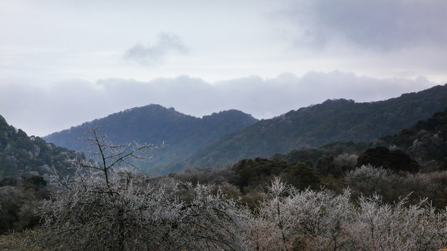 冬天的森林和树枝