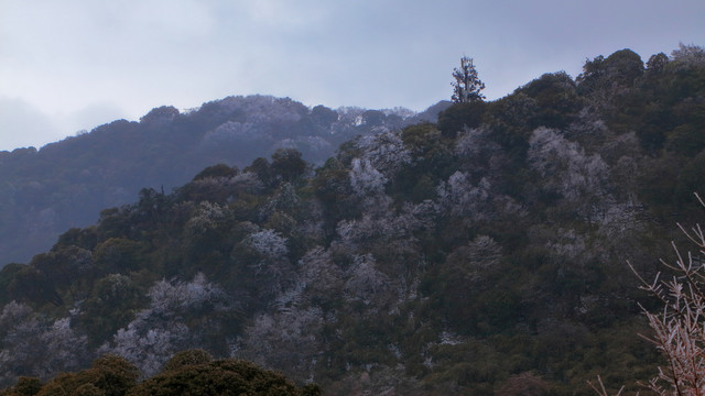 冬天的森林和树枝