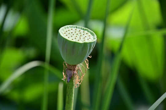 荷花莲子