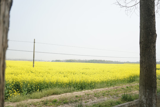 油菜花田