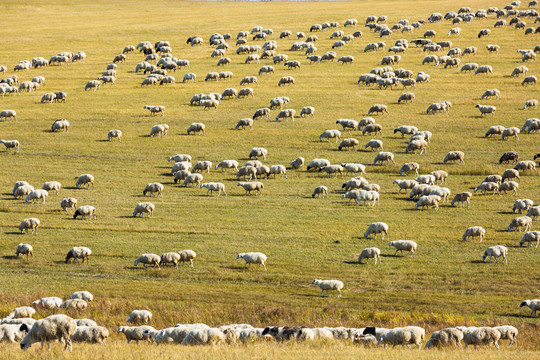秋季山坡草原羊群吃草