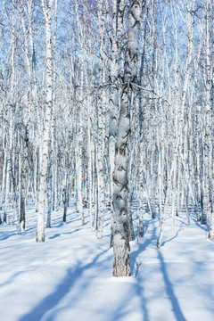 冬季桦树林白桦树雪地