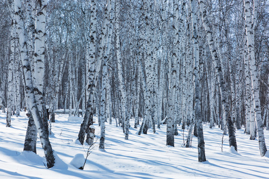 冬天白桦林雪地树影