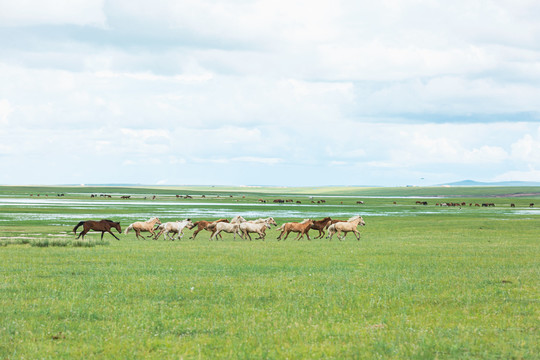 草原马群奔跑