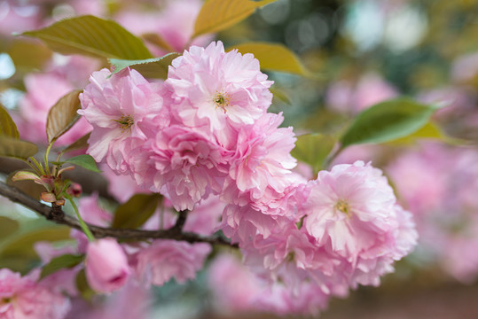 樱花