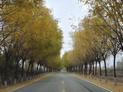 雨中小路