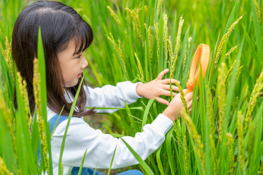 小女孩拿着放大镜观察植物