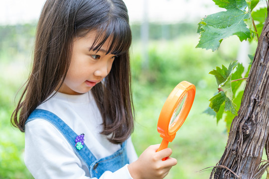 小女孩拿着放大镜观察植物