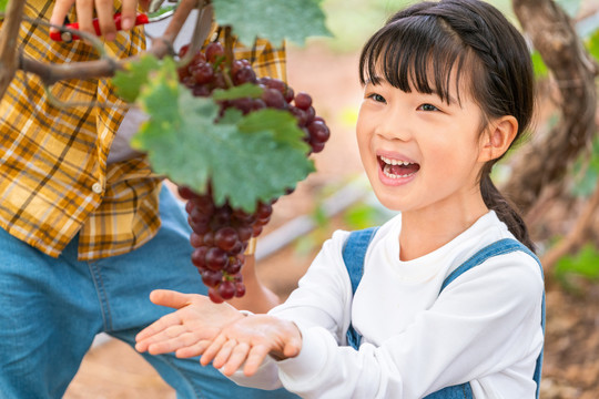 女孩在果园摘葡萄