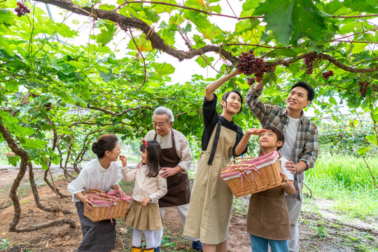全家人在果园采摘葡萄