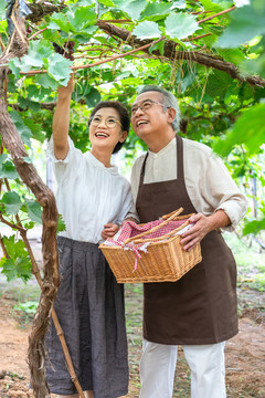 老年夫妻在果园采摘葡萄