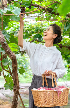 老年女人在果园采摘葡萄