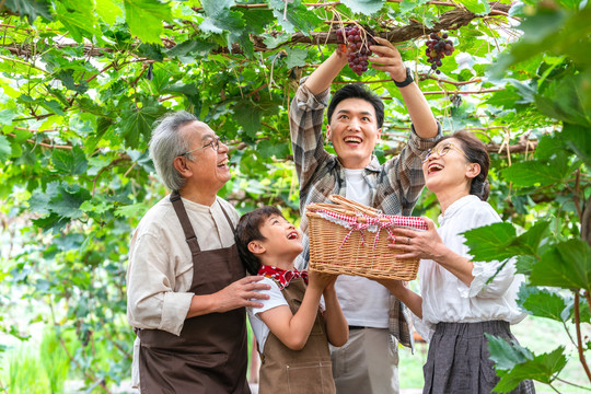 全家人在果园采摘葡萄