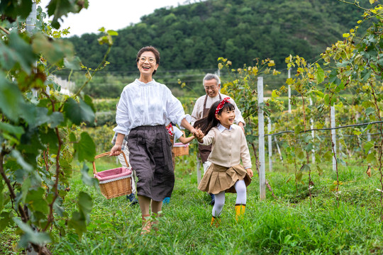 全家人在果园采摘葡萄