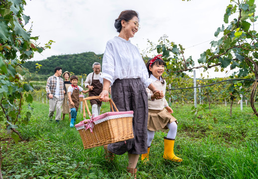 全家人在果园采摘葡萄