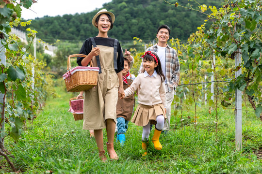 年轻家庭在果园采摘葡萄