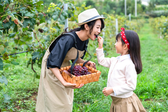 快乐的母女在果园采摘葡萄