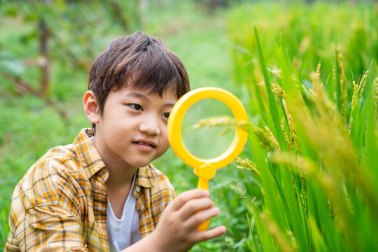 小男孩拿着放大镜观察植物